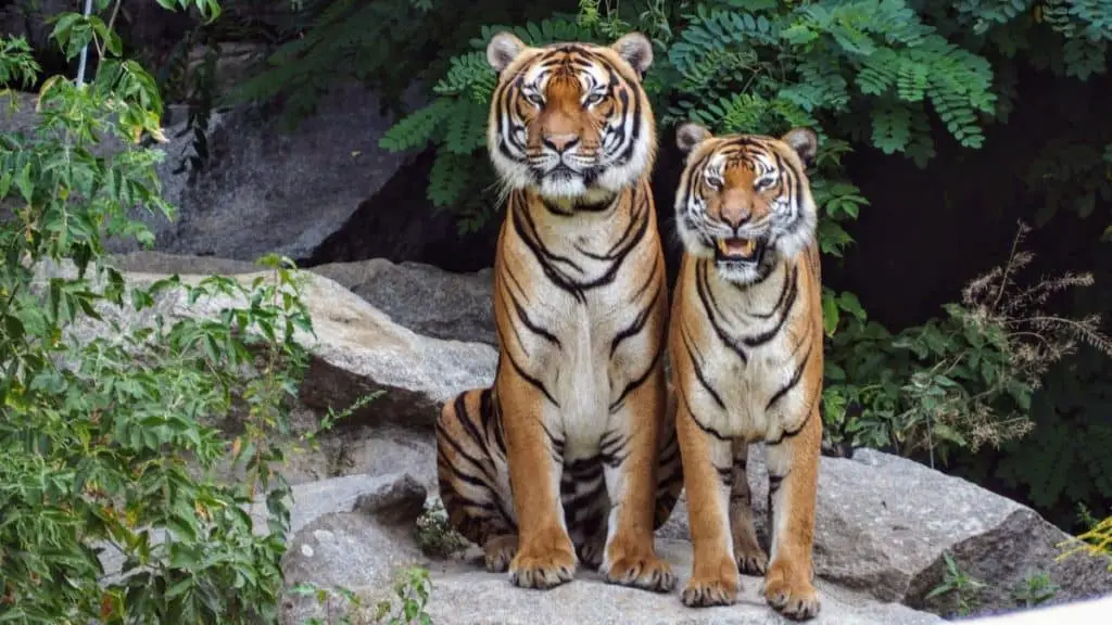 are-tigers-smart-animals-tiger-photo-2