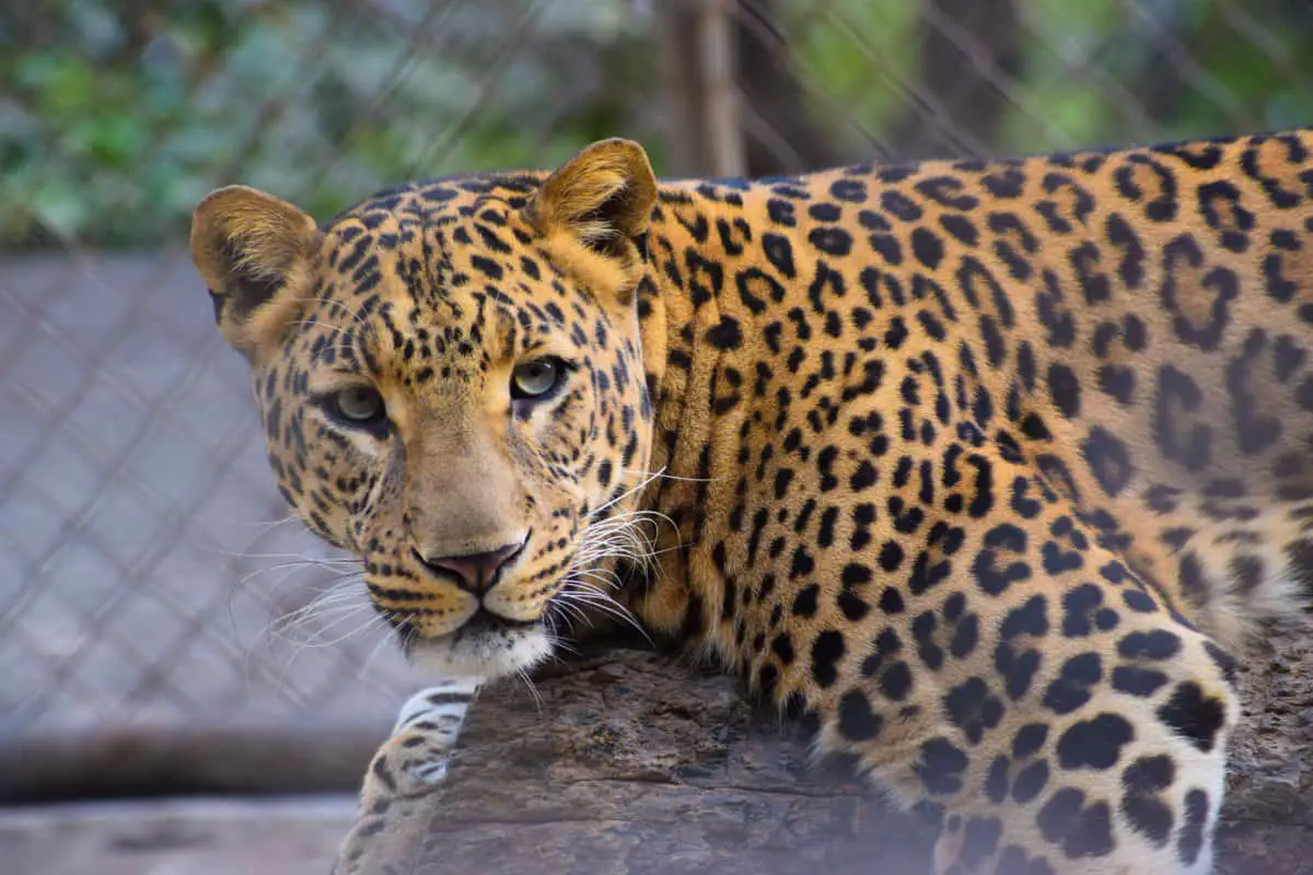 can-leopards-be-kept-as-pets-and-if-it-is-legal-to-do-so