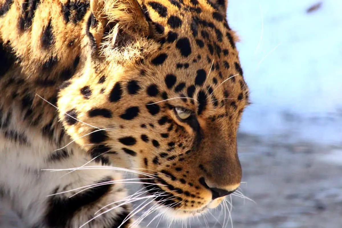 can-leopards-be-kept-as-pets-and-if-it-is-legal-to-do-so