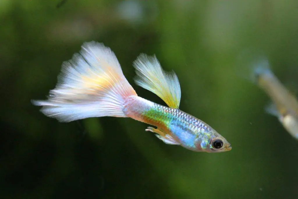 can-you-eat-guppies-guppy-photo-1