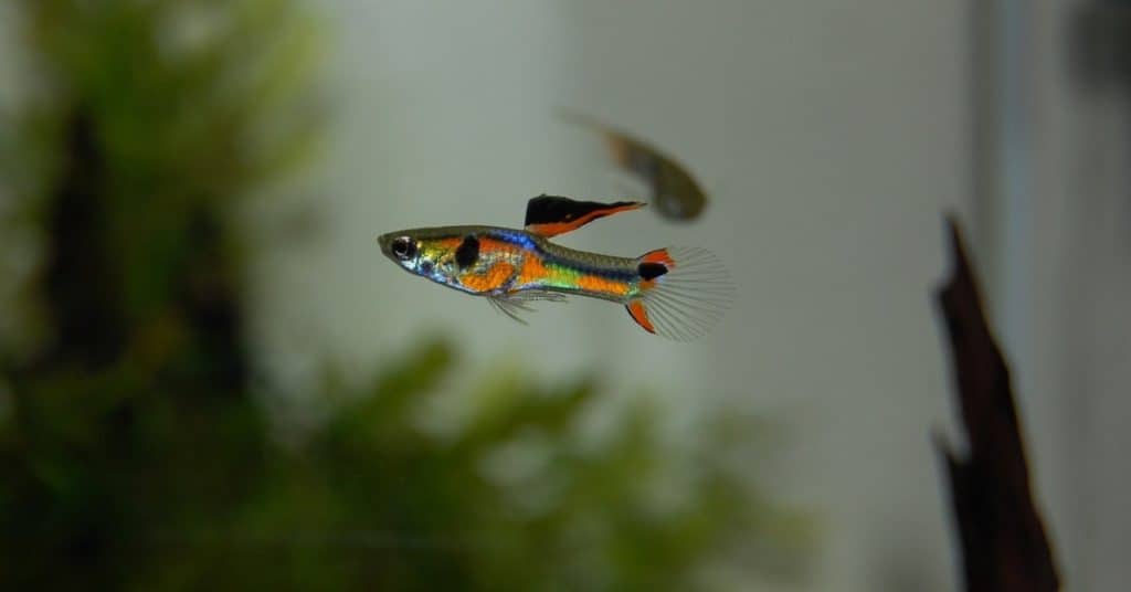 can-you-eat-guppies-guppy-photo-2