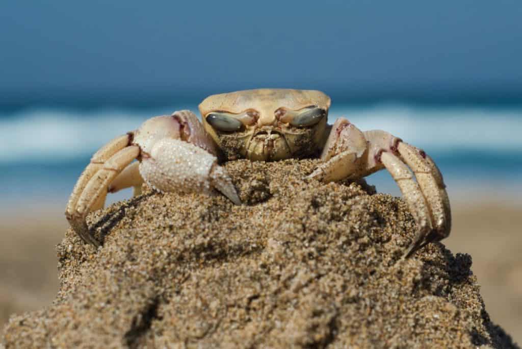 do-crabs-bite-or-pinch-crab-photo-1