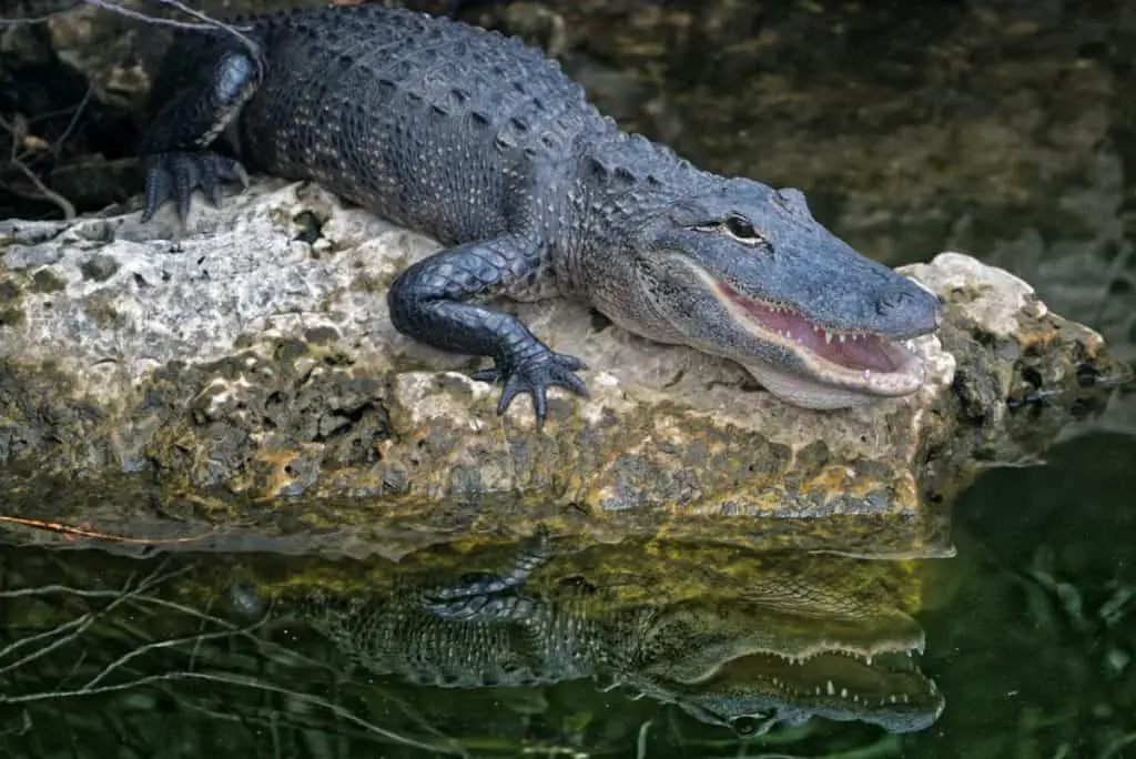 do-crocodiles-eat-other-crocodiles-crocodile-photo-1