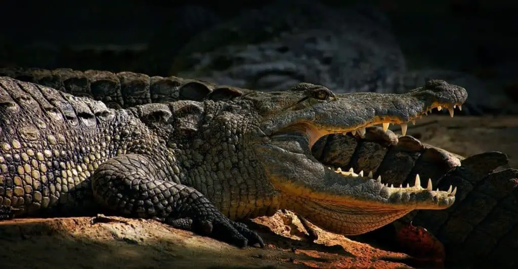 do-crocodiles-eat-other-crocodiles-crocodile-photo-2