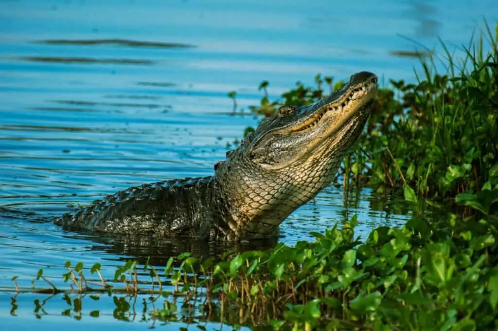 do-crocodiles-eat-other-crocodiles-thumbnail