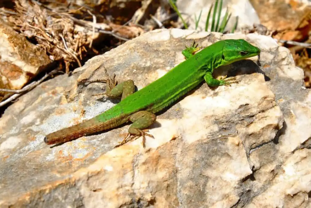 Do Lizards Eat Other Lizards? (Everything You Need To Know)