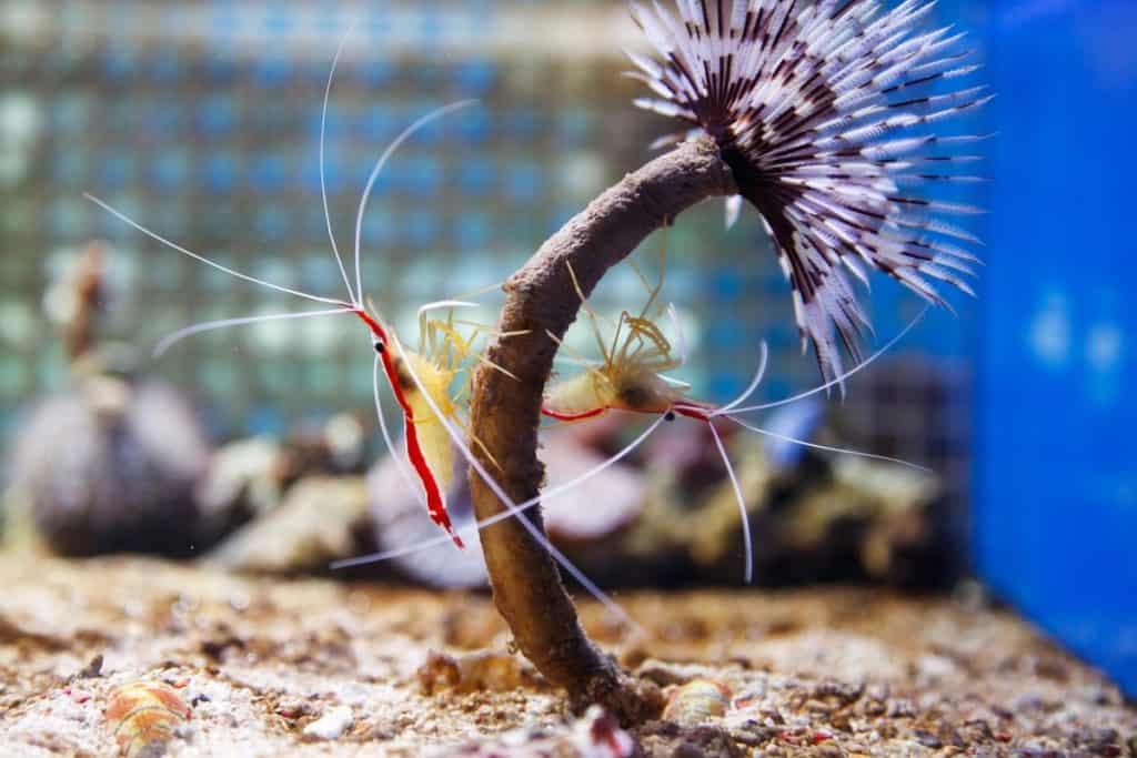 do-shrimp-bite-shrimp-photo-1