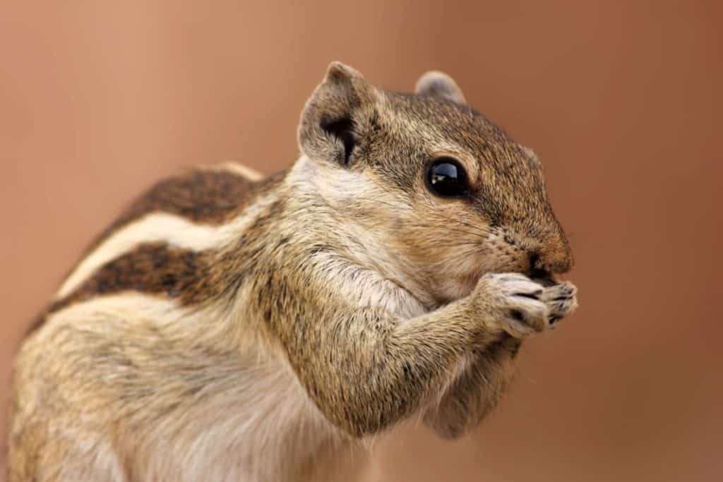 do-squirrels-eat-other-squirrels-thumbnail