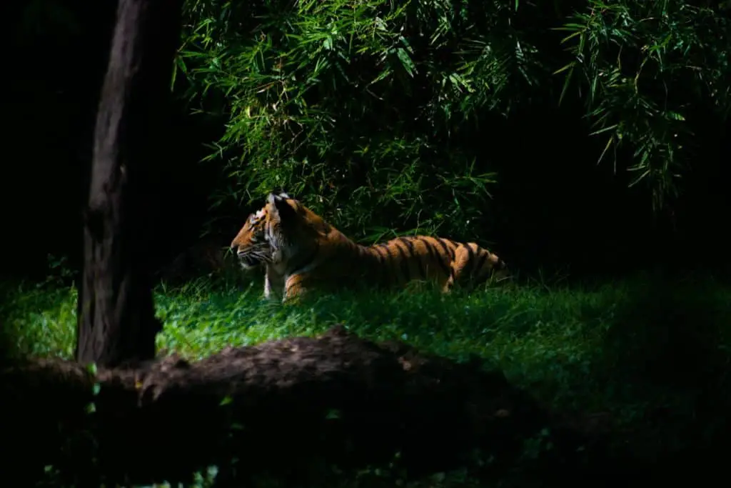 how-much-strength-does-a-tiger-possess-tiger-photo-2