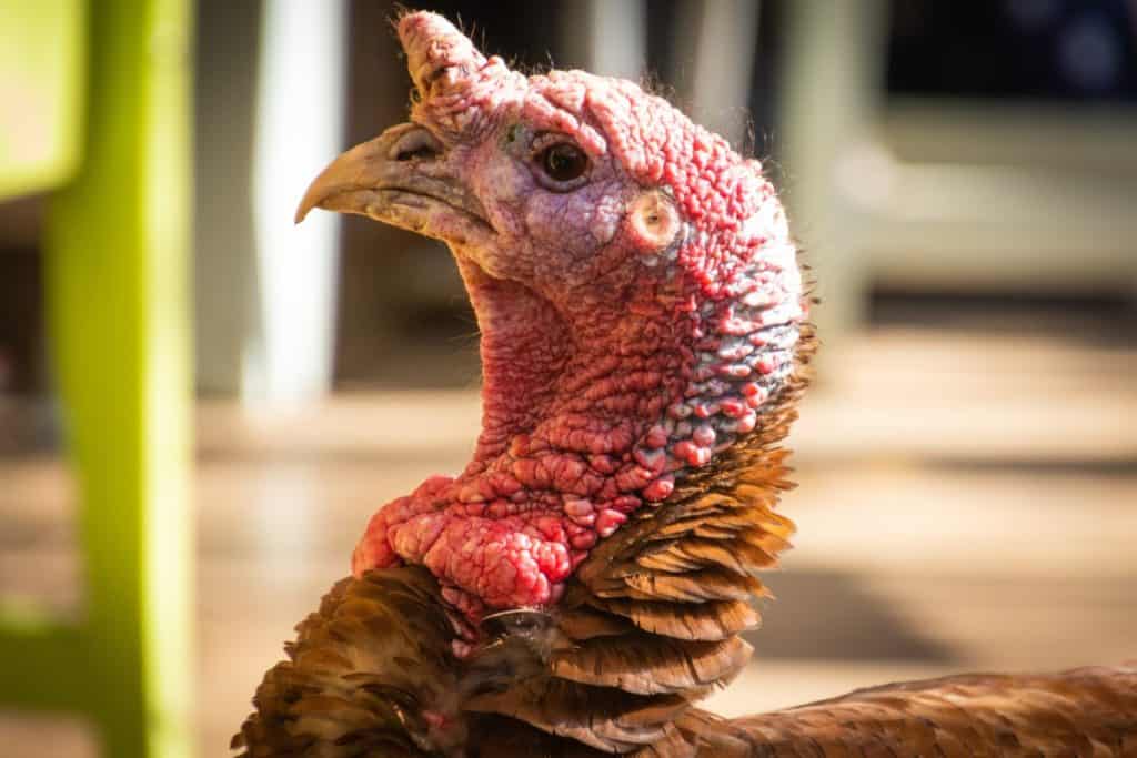 what-does-turkey-meat-taste-like-thumbnail