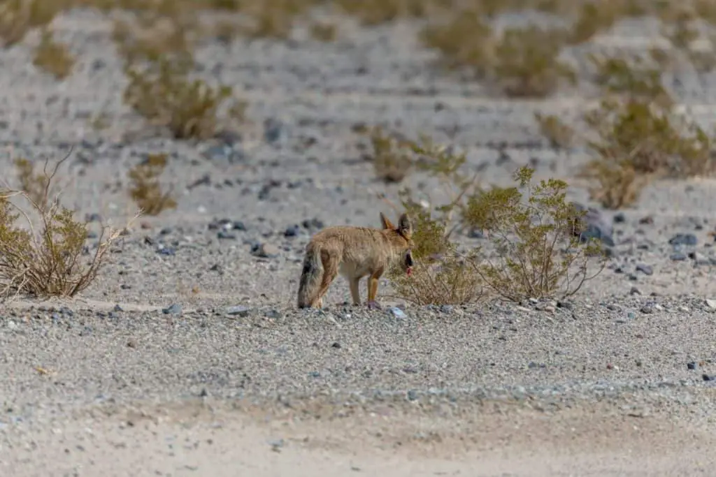 will-coyotes-eat-other-coyotes-coyote-photo-1