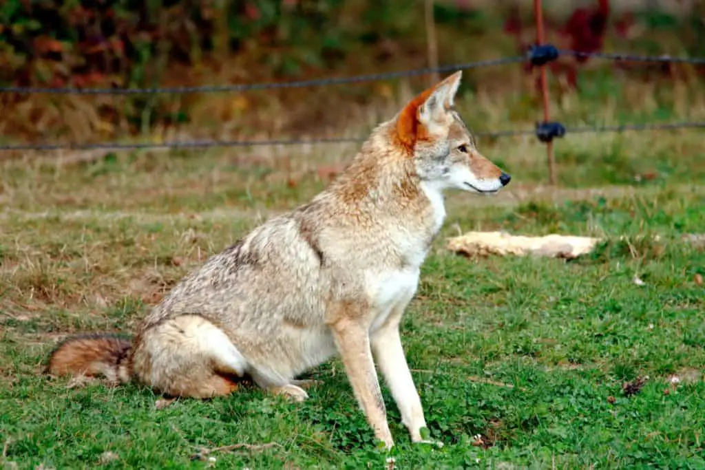 will-coyotes-eat-other-coyotes-thumbnail