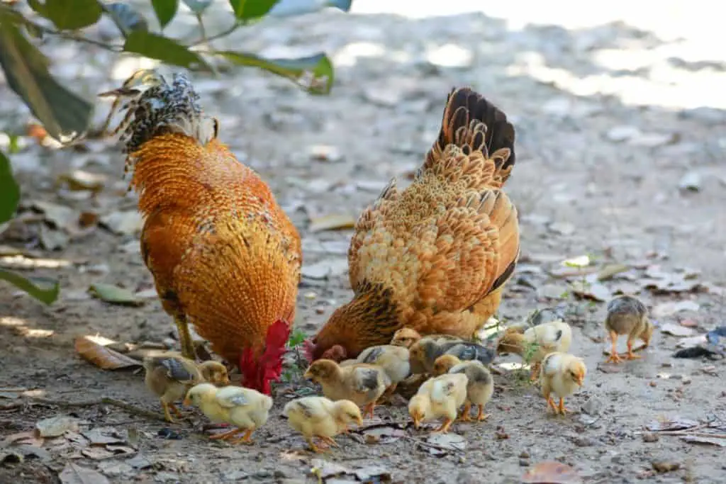are-hens-considered-birds-hen-photo-2