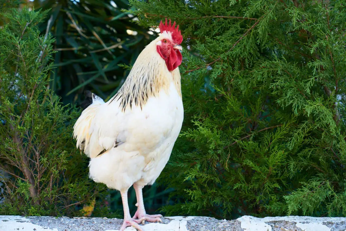 are-hens-considered-birds-and-if-they-are-animals-or-not