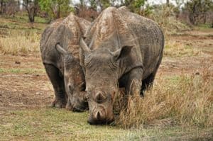 Can You Eat Rhino Meat? (And What Rhino Meat Tastes Like)