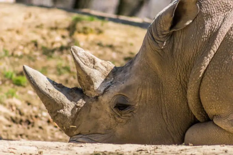 Can You Eat Rhino Meat? (And What Rhino Meat Tastes Like)