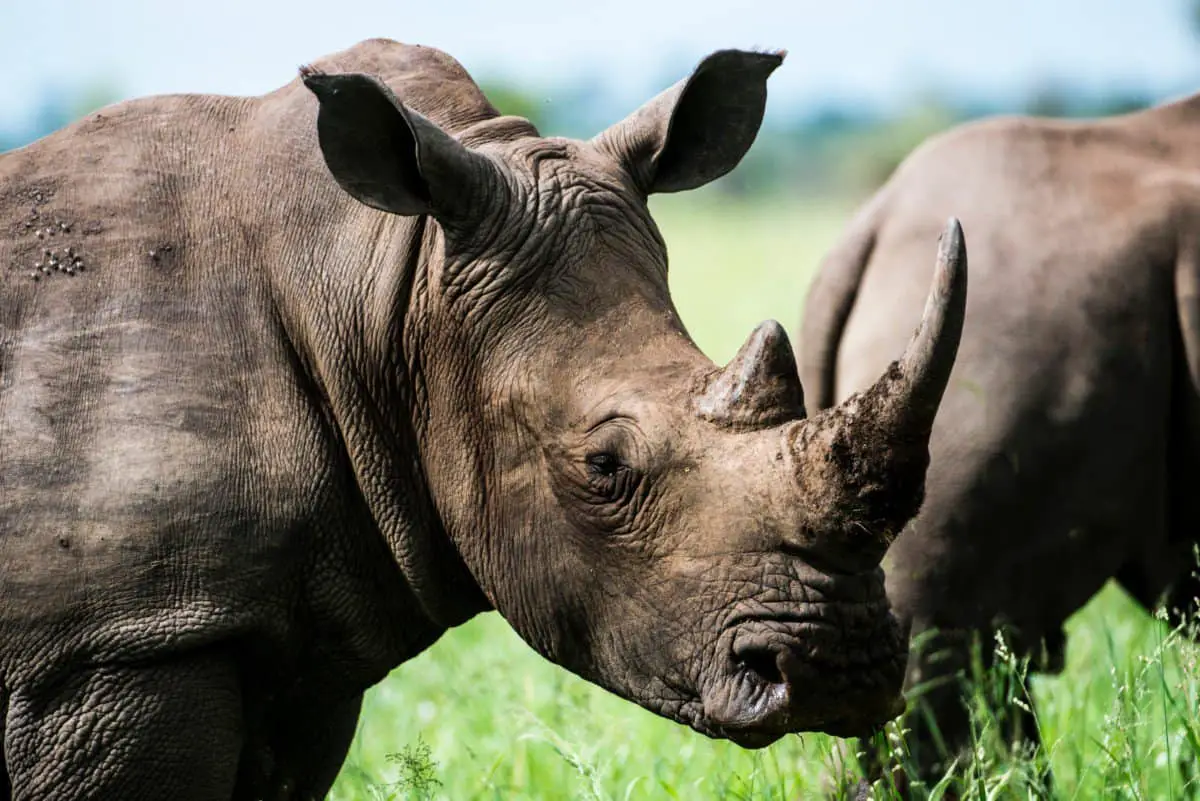 Can You Eat Rhino Meat? (And What Rhino Meat Tastes Like)