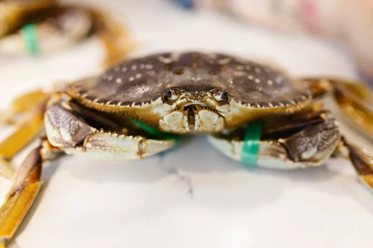 Do Crabs Have Blood? (And What Color Their Blood Is)