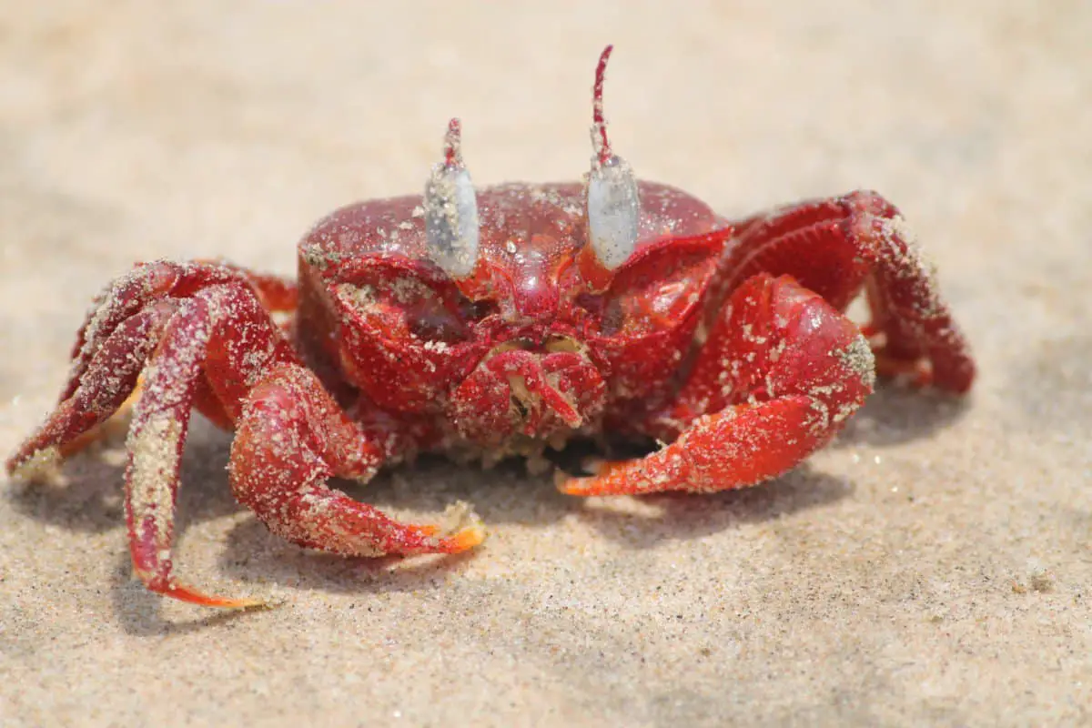 Do Crabs Have Blood? (And What Color Their Blood Is)