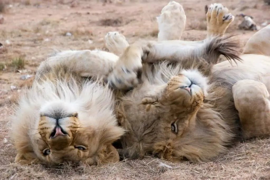 do-lions-eat-other-lions-lion-photo-1