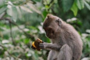 Do Mammals Have Gills Or Lungs? (And How Mammals Breathe)