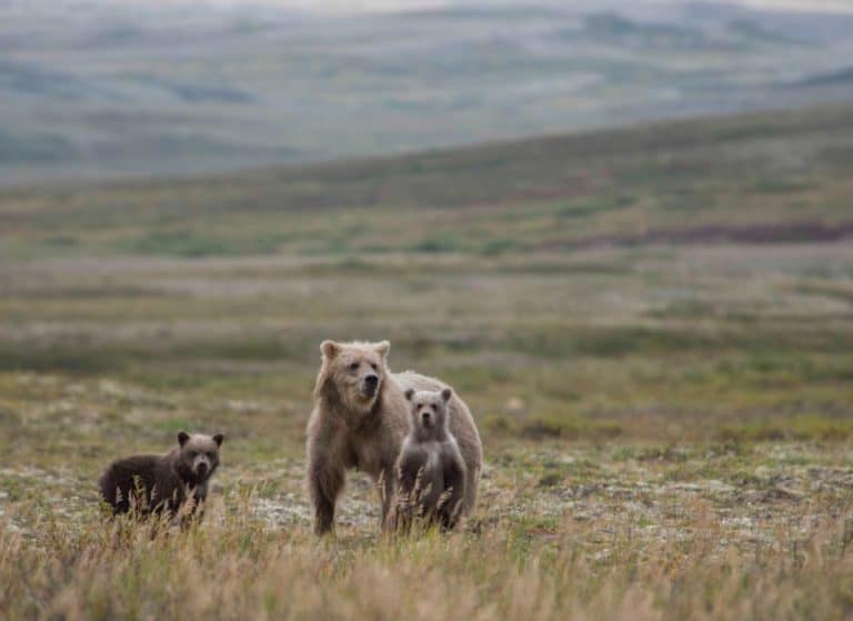 How Do Bears Hunt? (And What Animals They Hunt)