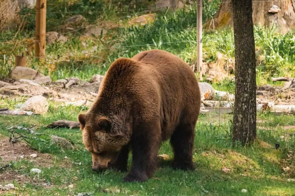 how-do-bears-hunt-thumbnail