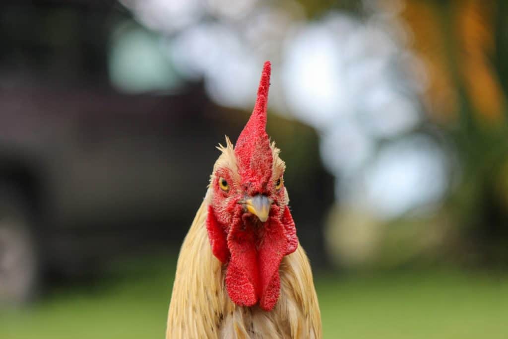is-a-chicken-an-animal-or-a-bird-chicken-photo-1