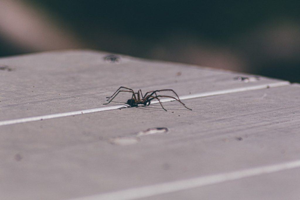 is-a-spider-a-producer-a-consumer-or-a-decomposer-spider-photo-2