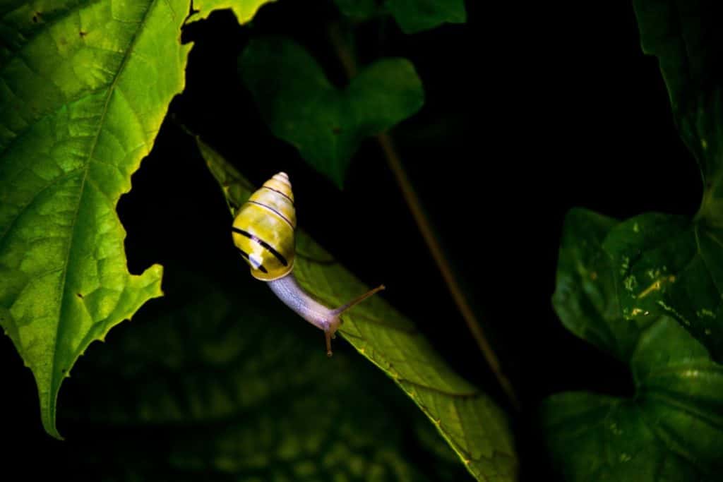 what-colors-are-snails-snail-photo-1
