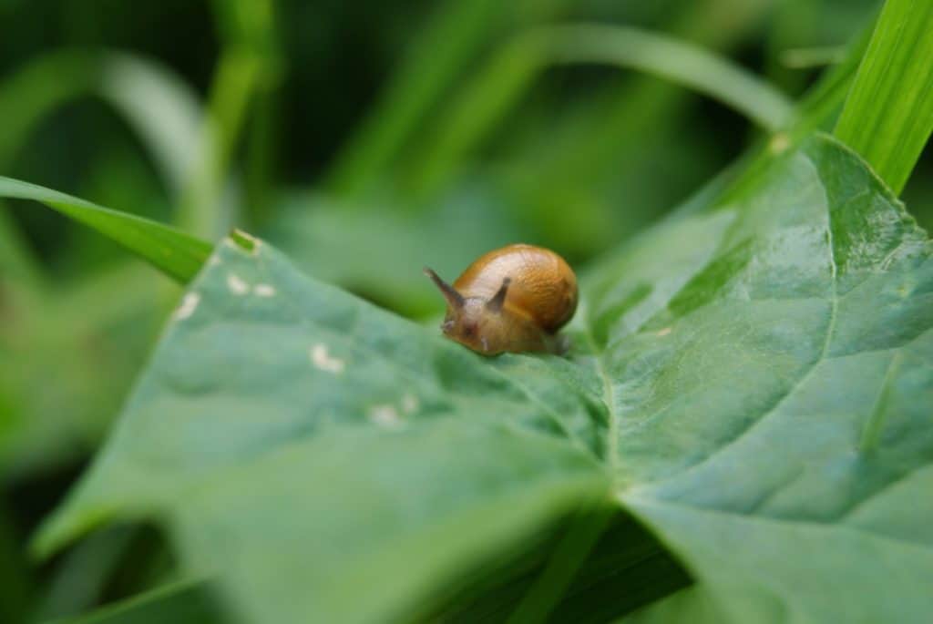 what-colors-are-snails-thumbnail