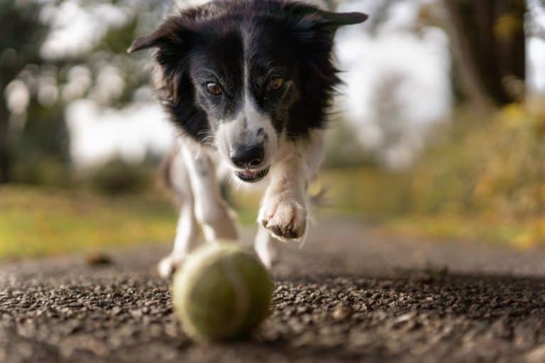 What Is A Female Dog Called? (And What A Male Dog Is Called)