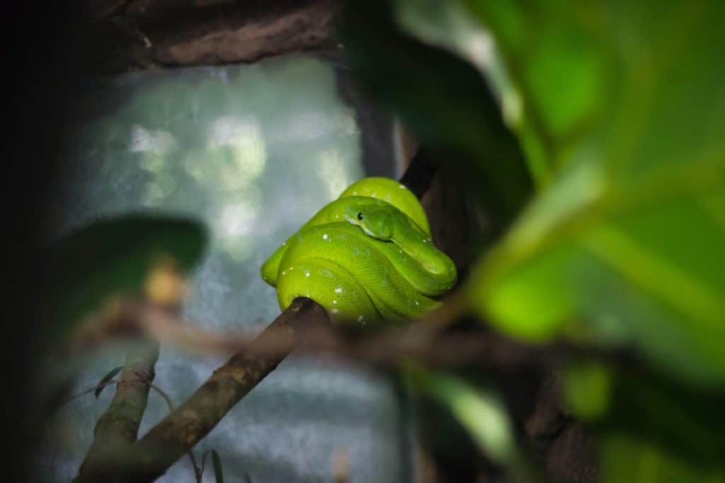 what-is-a-female-snake-called-snake-photo-2