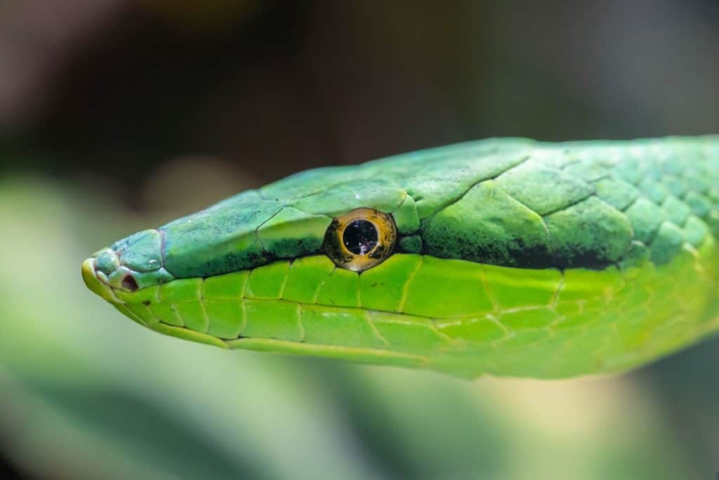 what-is-a-female-snake-called-thumbnail