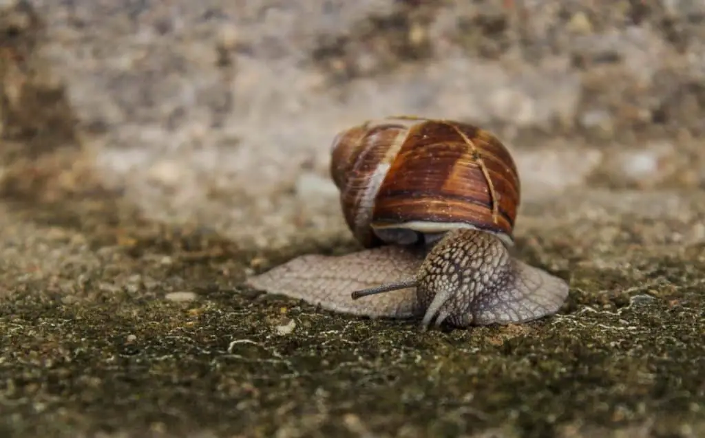 what-is-a-group-of-snails-called-snail-photo-1