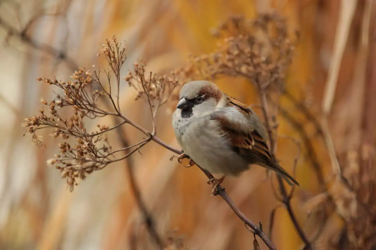 what-is-a-male-bird-and-female-bird-called