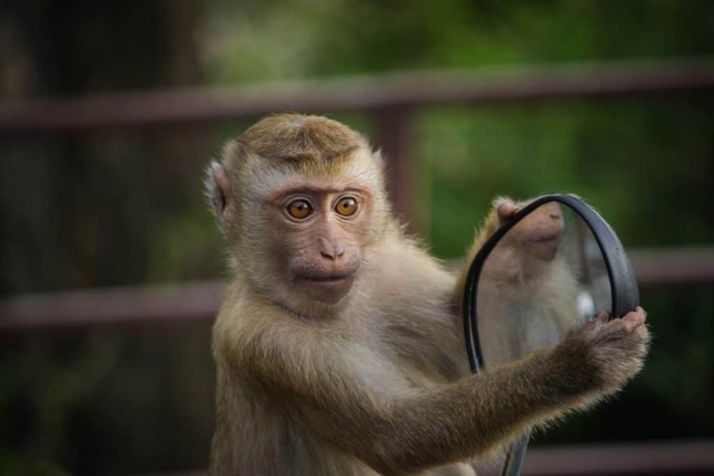 what-is-the-strongest-monkey-species-monkey-photo-1