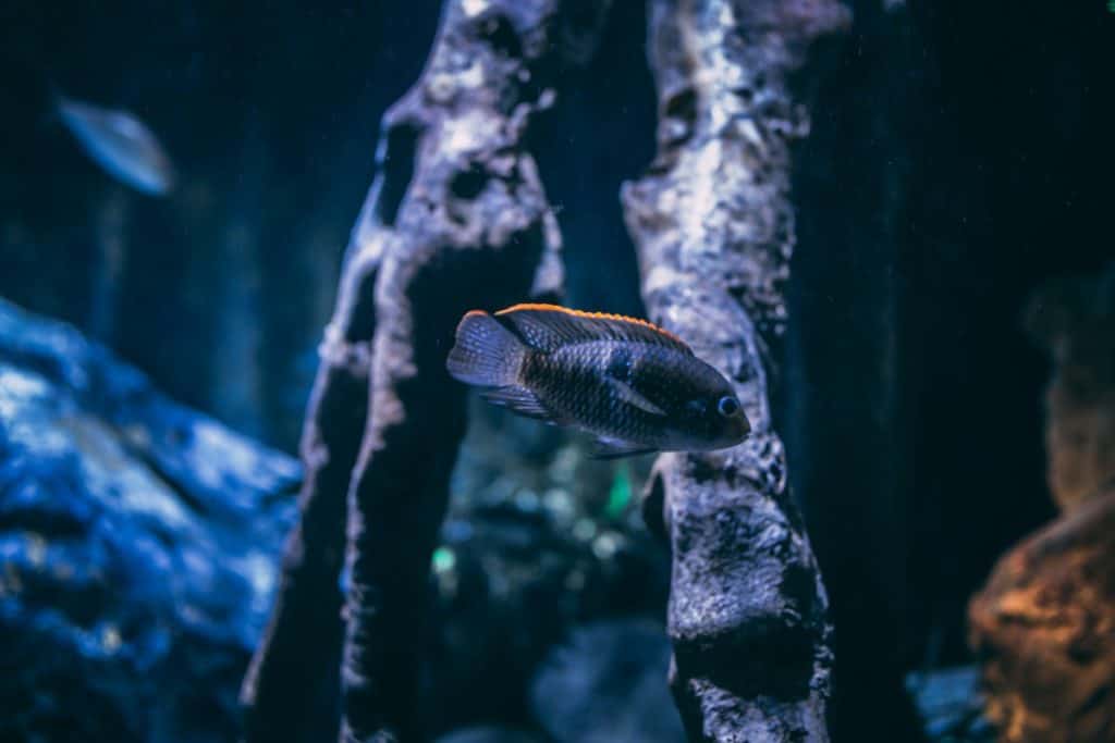 what-is-a-male-fish-called-fish-photo-1