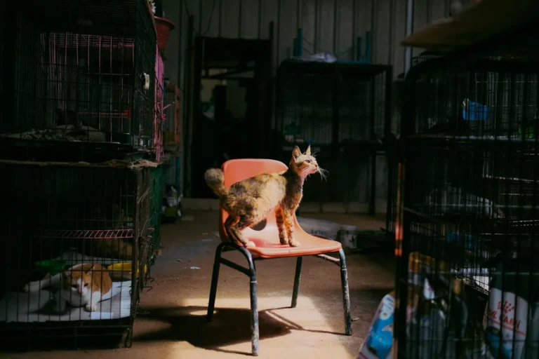 Foster Failure: How I Ended Up Keeping Three of the Animals I Was Supposed to Be Fostering