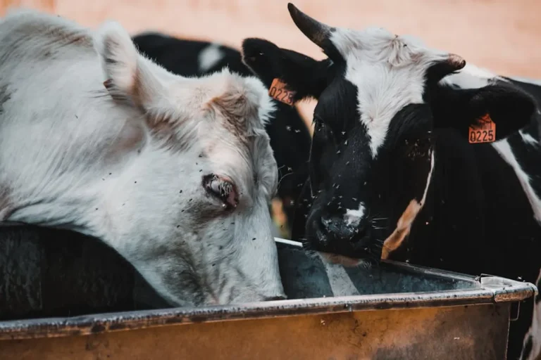 Animal Diet Types