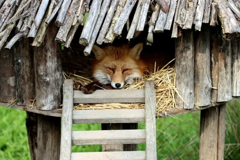 Animal Habitat Guide