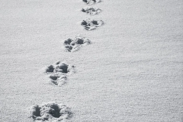 Animal Tracks Guide