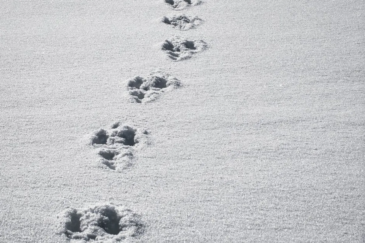 Animal Tracks Guide