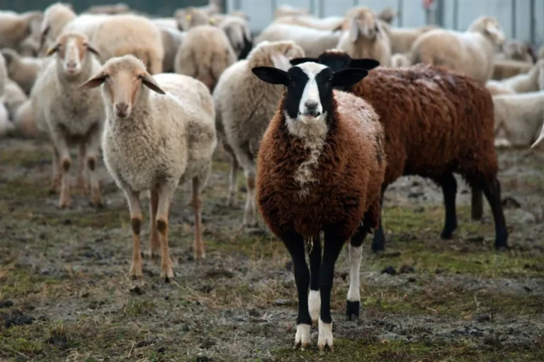 Animals in Italy