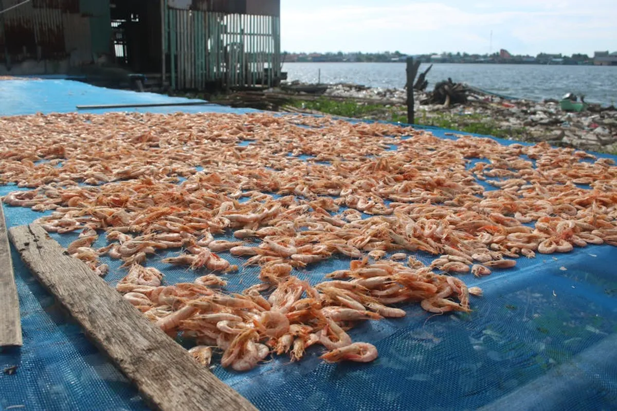 Bamboo Shrimp Size: Care, Facts, Size, and Beginner Guide