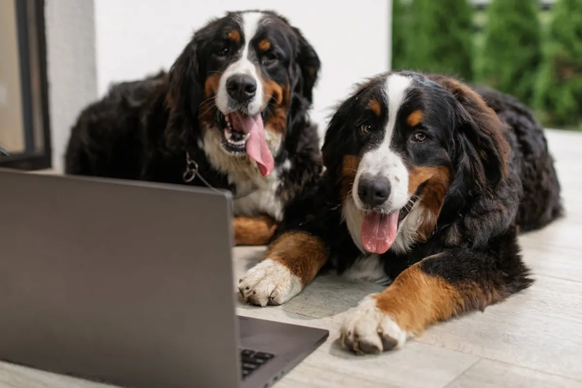 Best Pet Supplies for New Owners