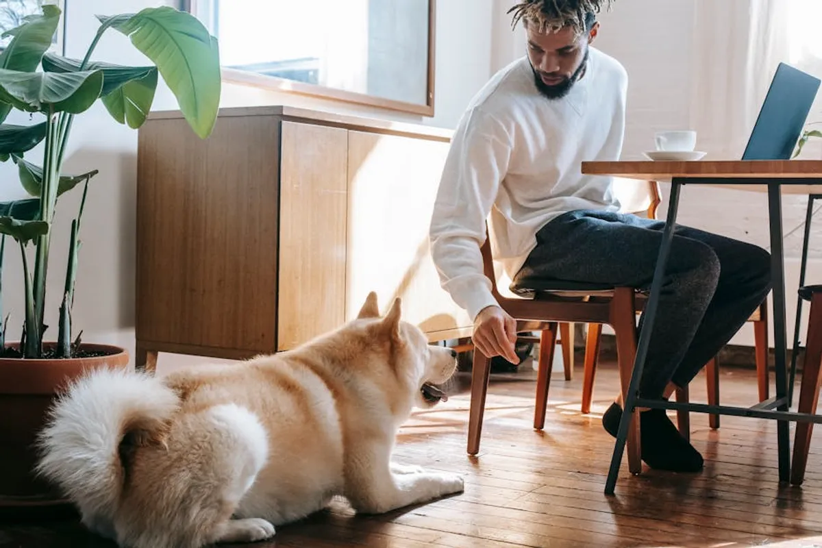 Best Pets for Small Apartments