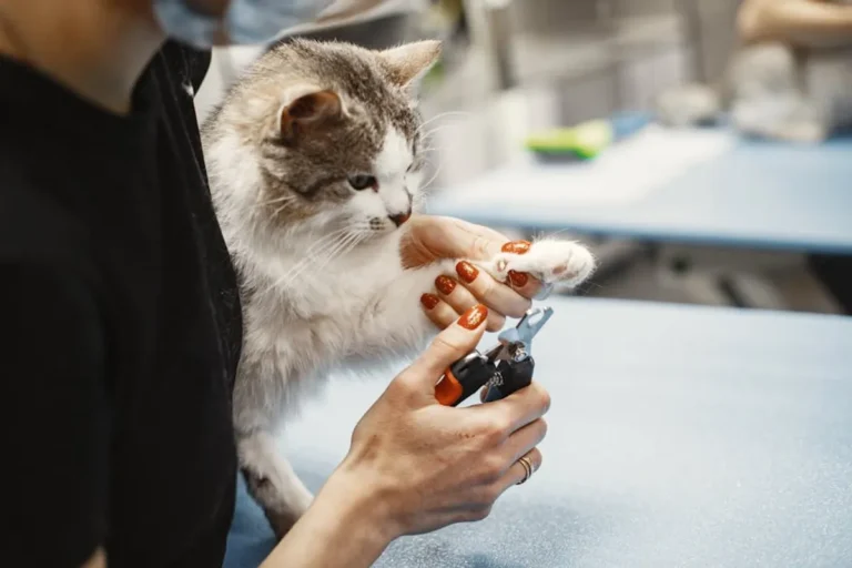 Cat Care Basics
