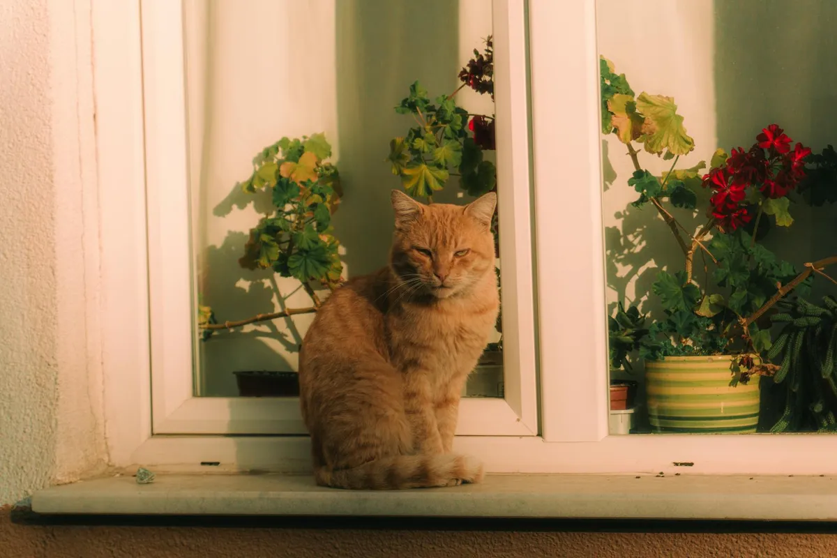 A cat in afternoon light