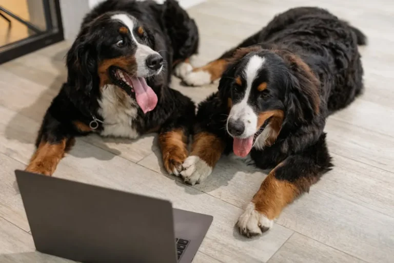 Common Dog Behavior Problems and What They Mean